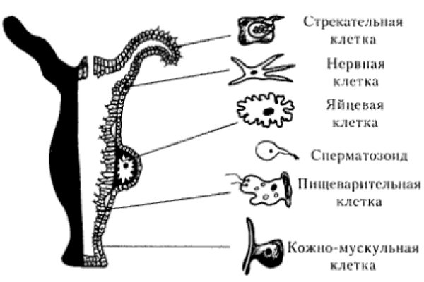 Кракен сайт официальный